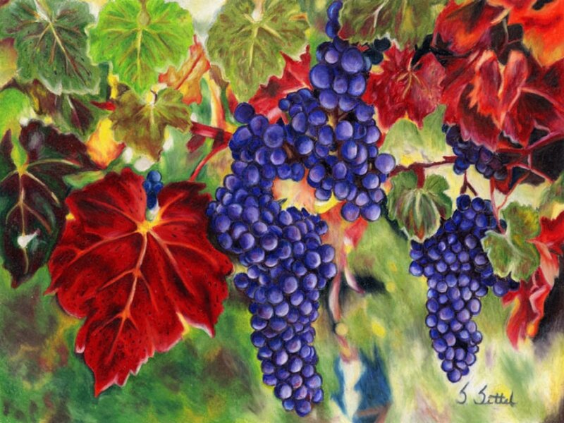 Cabernet in the Womb