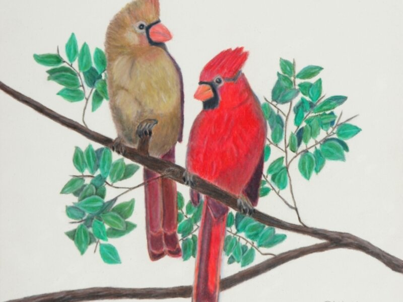 Cardinals