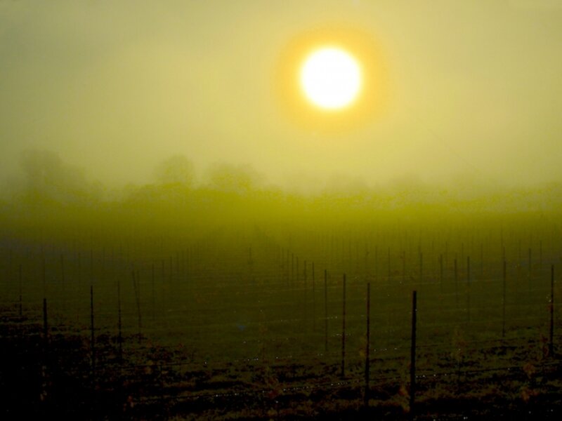 Veiled Sunrise
