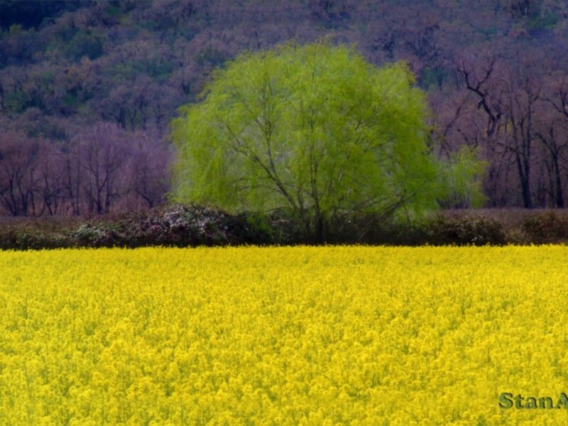 Aprils tree