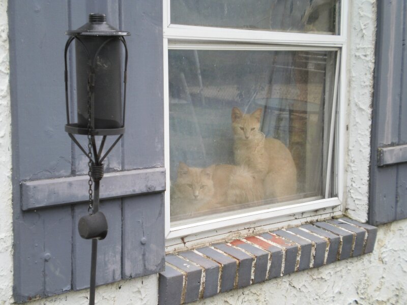REFLECTIVE FELINES
