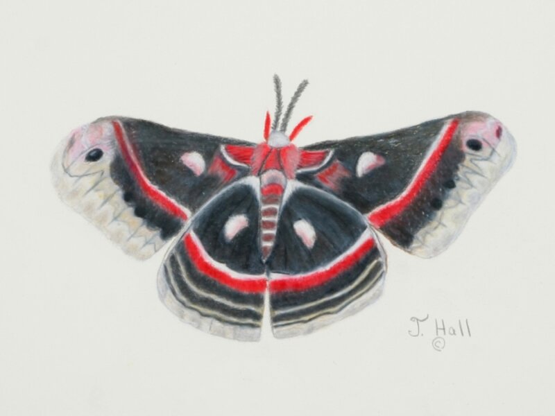 Cecropia Moth