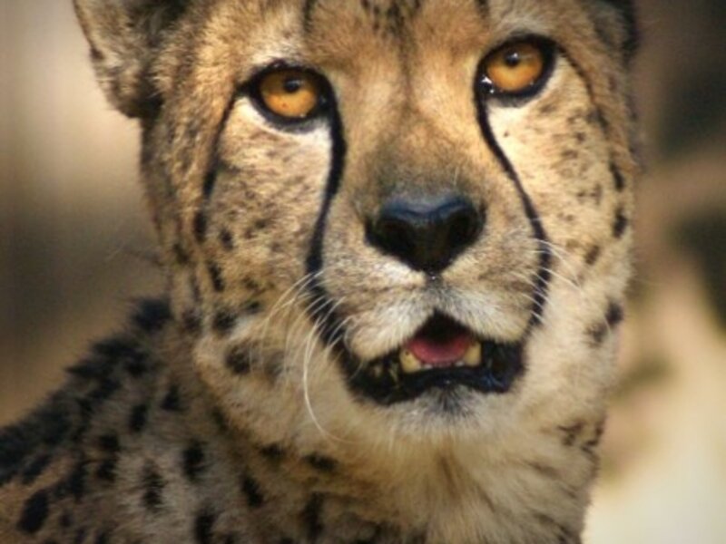 Cheetah