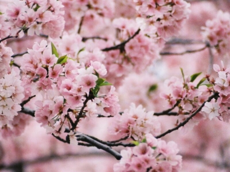 Cherry Blossoms in Washington DC
