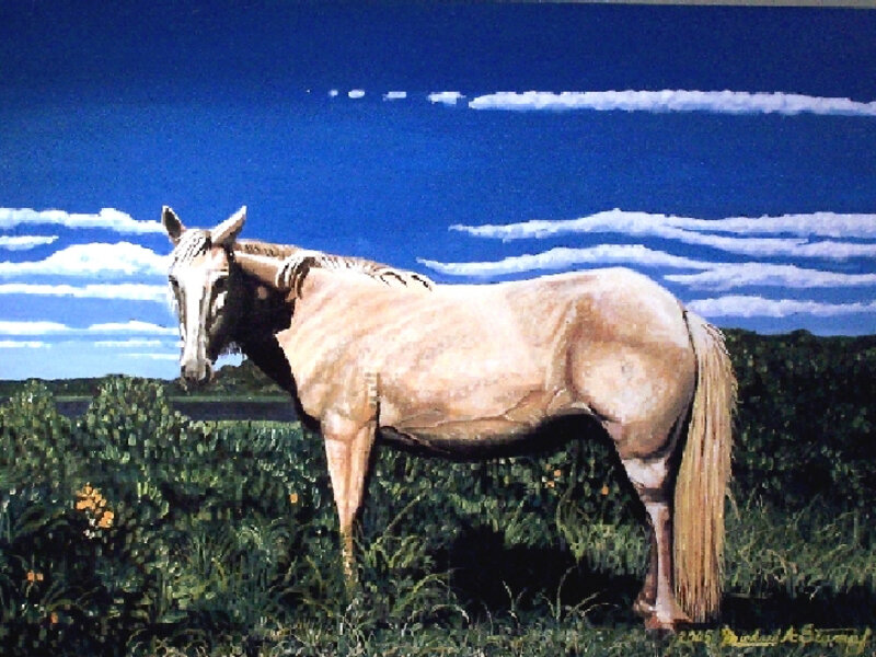 Chincoteague Pony in the Sun