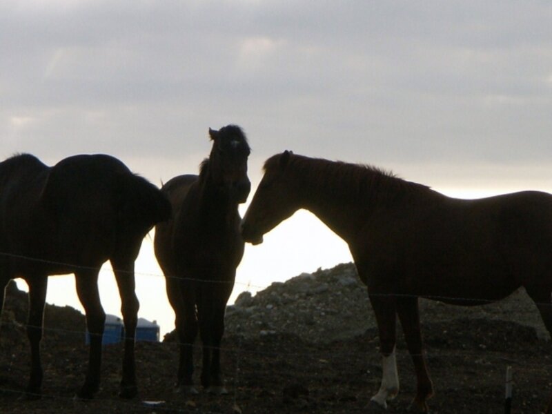 Three Horses Silhouetted