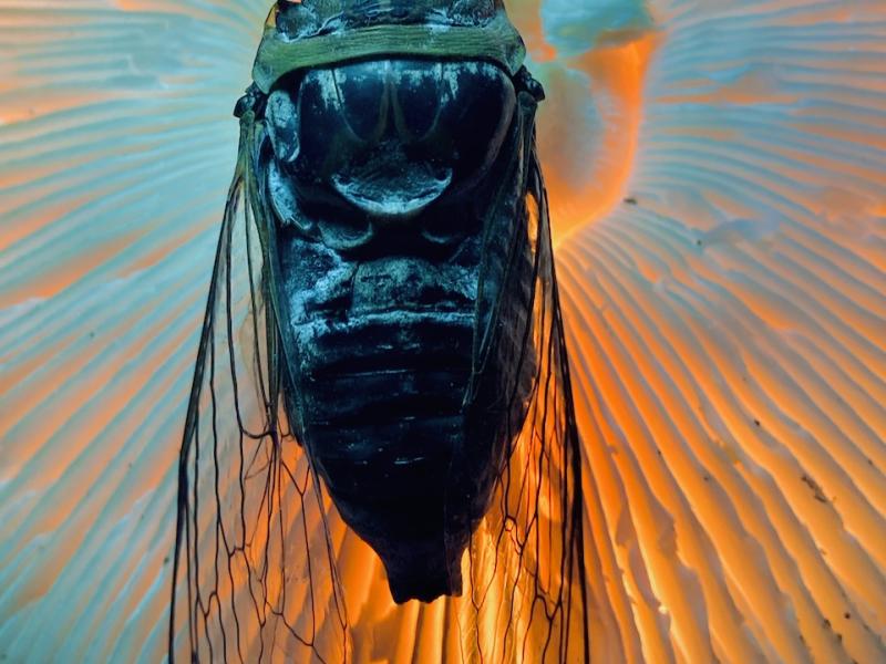 Photo of wild mushroom and cicada shell, 2023.