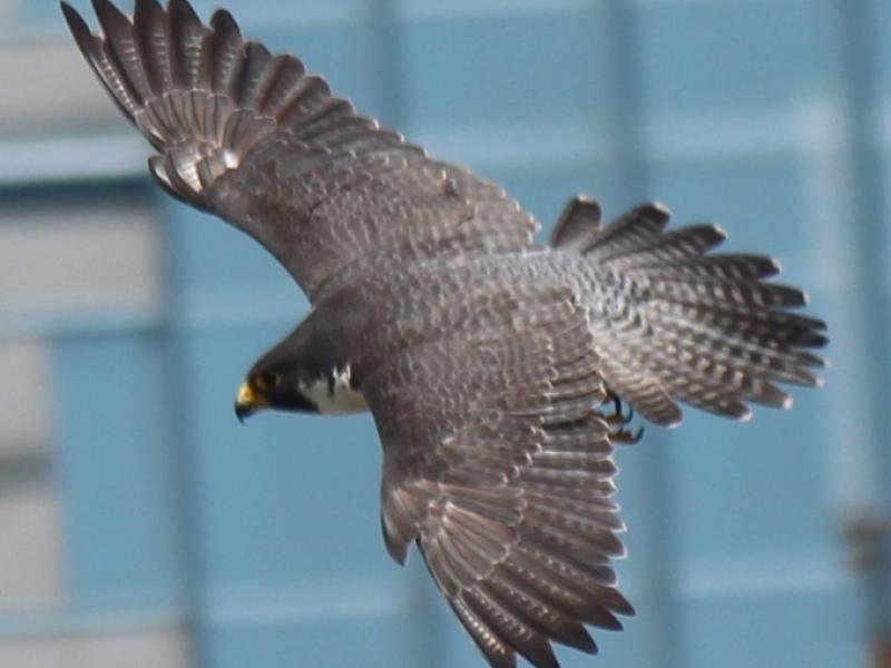 Peregrine Falcon In flight