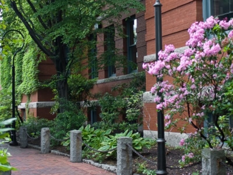 Pink Walkway