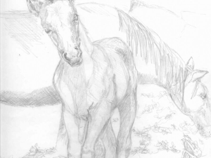 Mustang colt