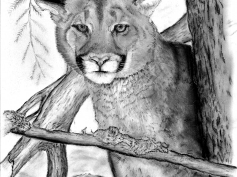 Cougar in Tree
