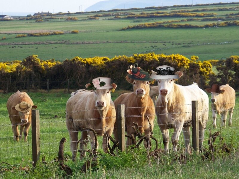 Country Gals
