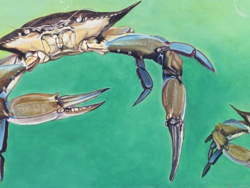 Crab Attack