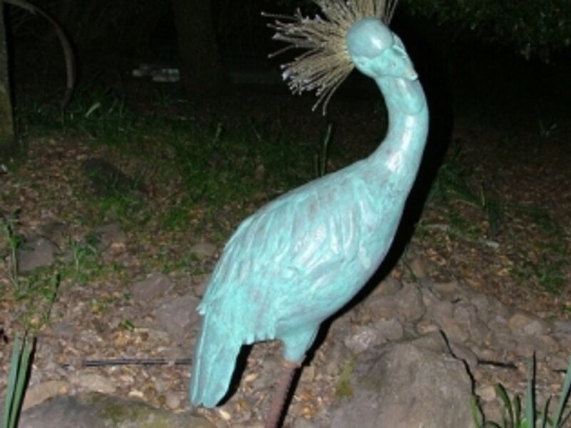 African Black Crowned Crane