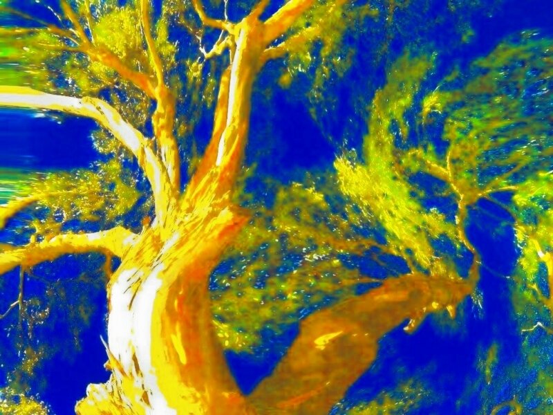 Crazy Tree