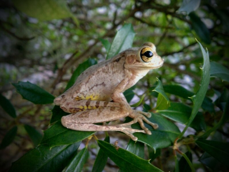 Cuban tree frog