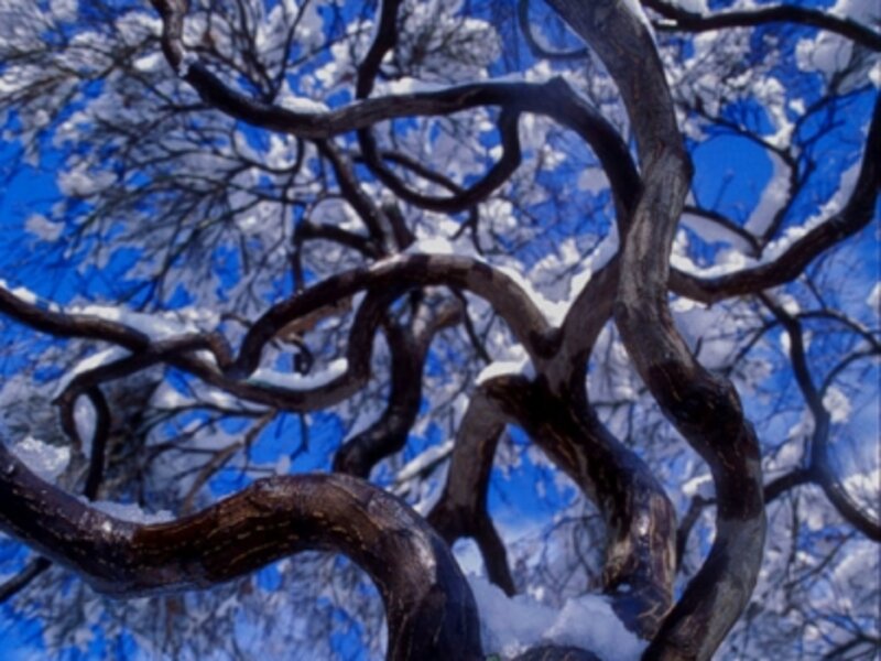 Curley with Snow