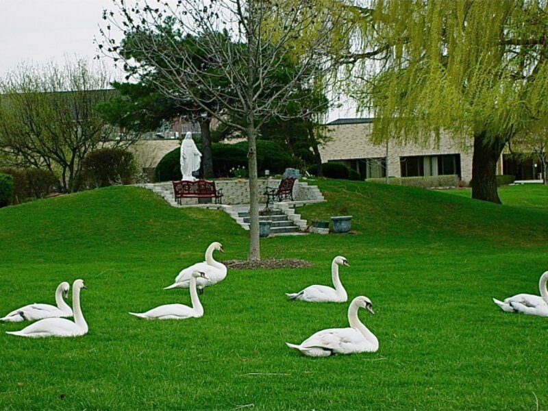 Seven Swans Basking 