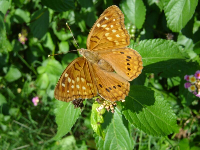 Tawny Emperor