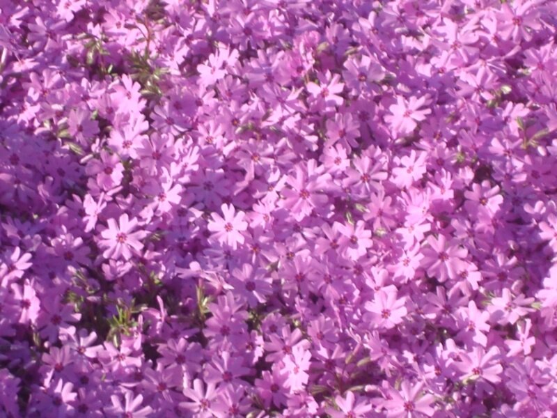 Nature's Purple
