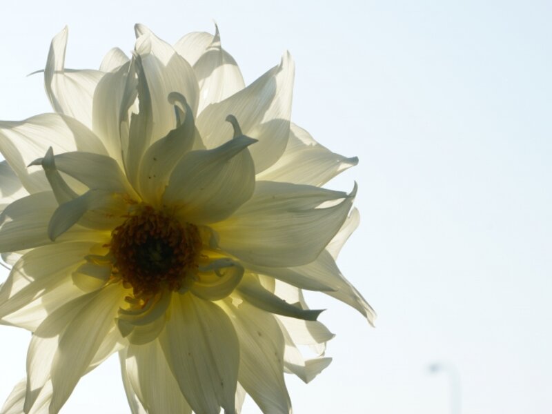 Dahlia