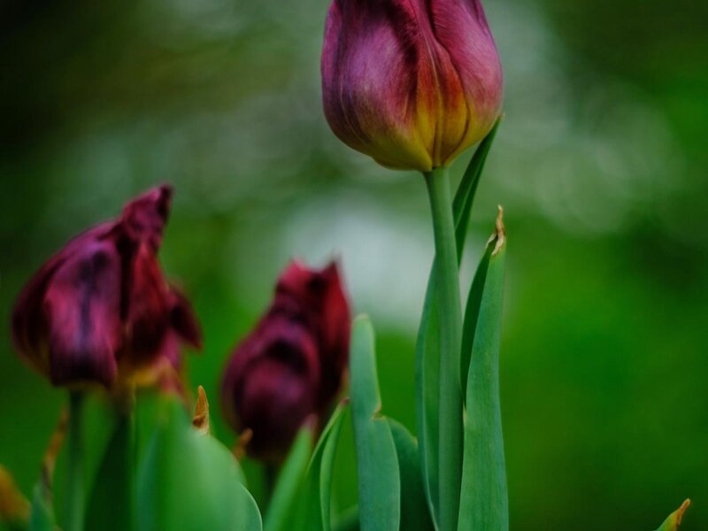 A group of tulips showing off the wide color palette within mother nature's paint set.