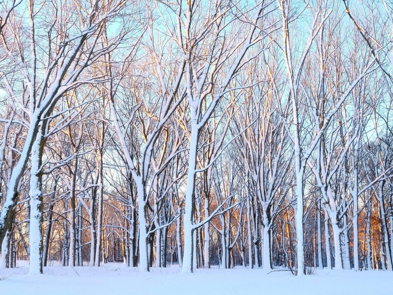 Golden light hitting the snow covered trees with a clear blue sky early morning.