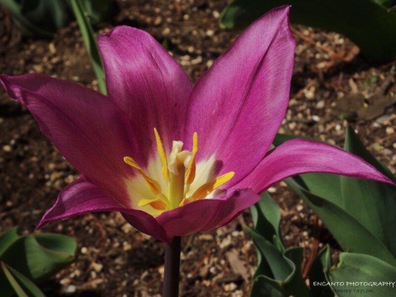 Beauty of Spring Time