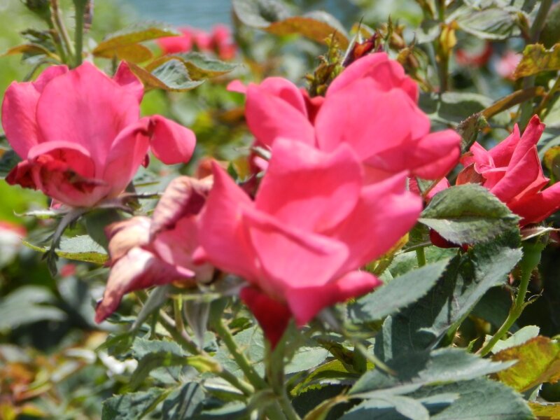 Beauty of nature