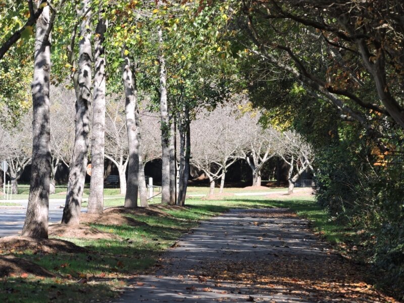 nature, trees, path, autumn, seasons
