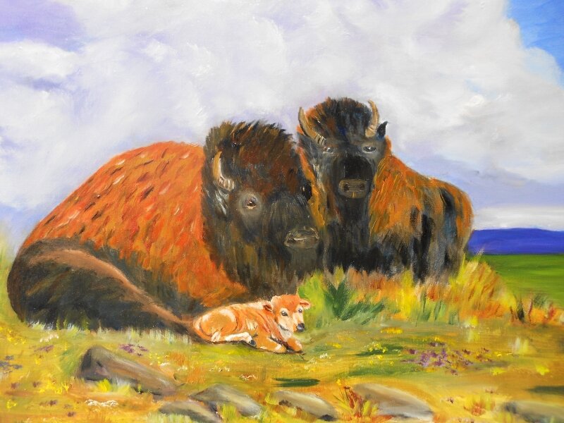 Buffalo Babe