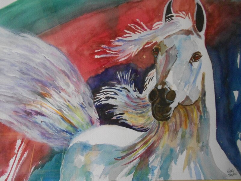 Wild Stallion