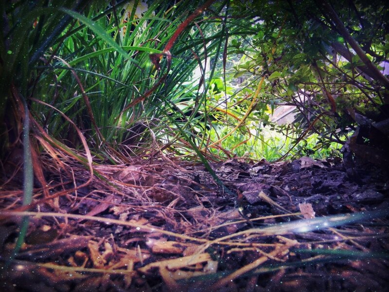 Magical forest 