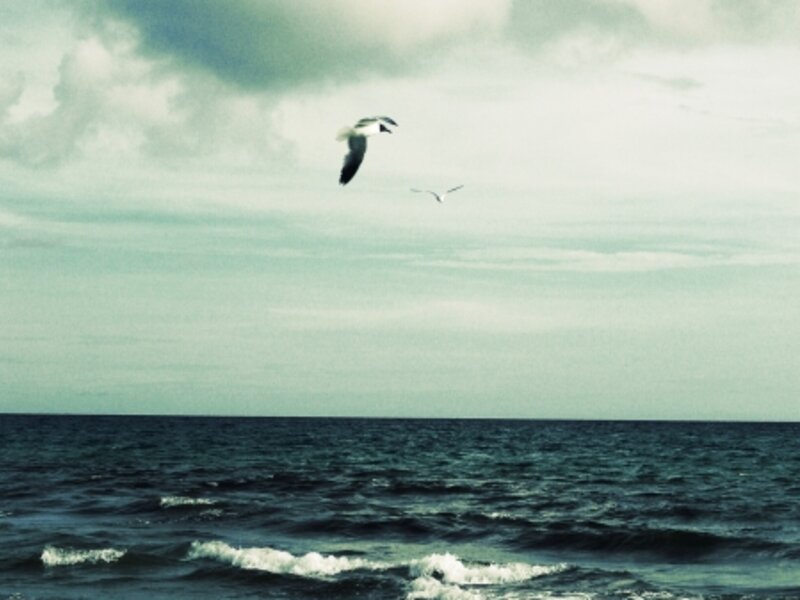 Seagull