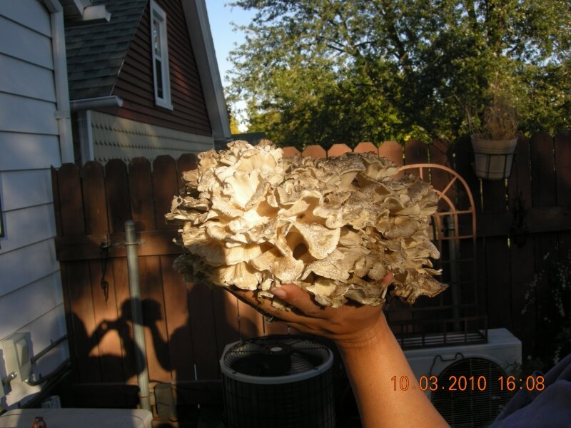 Hen of the woods mushroom
