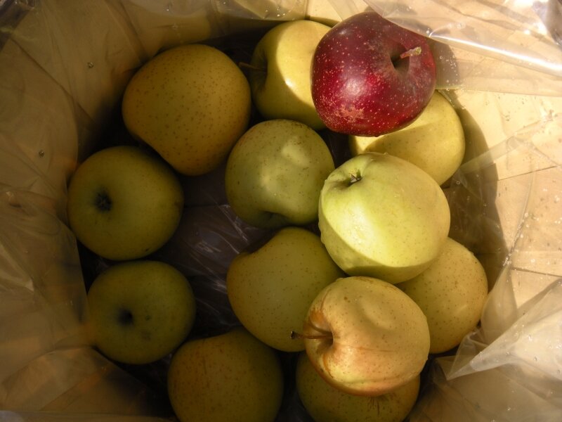 Apples