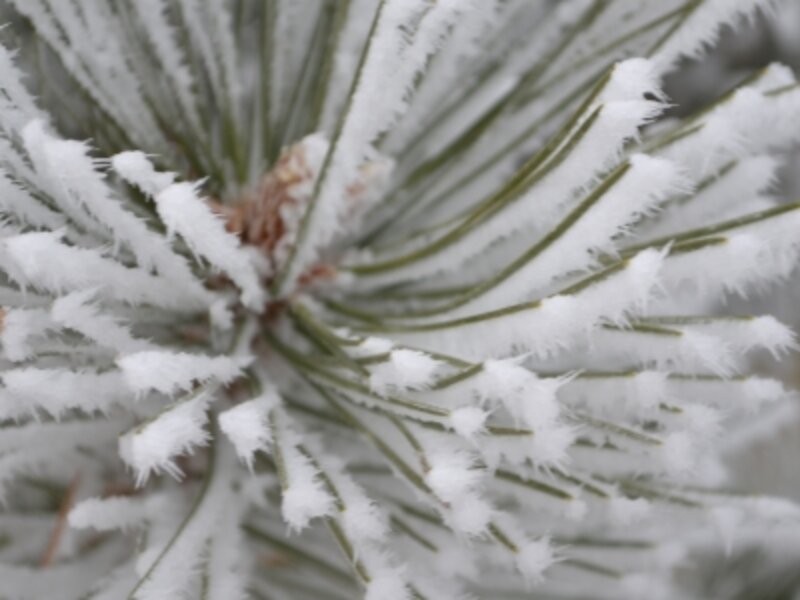 Frosty Morning