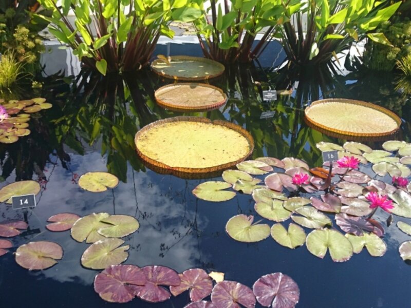Destinys Waterlillies not Monets