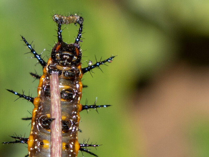 A New Queen Is Born close up image of Gulf Fritillary Catepillar