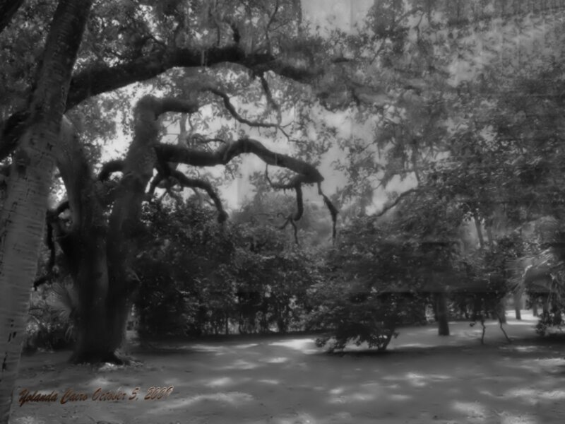 Forest Manor