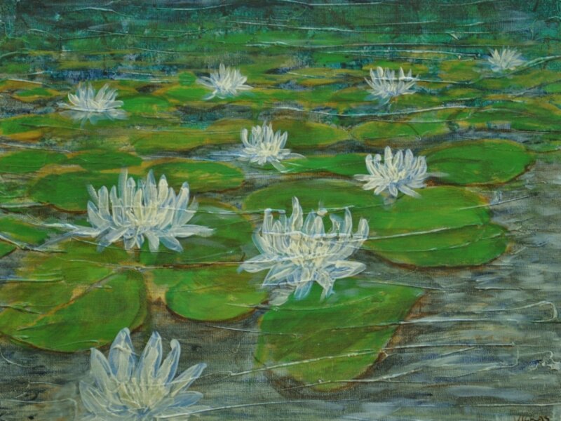 Pictures of Lillies