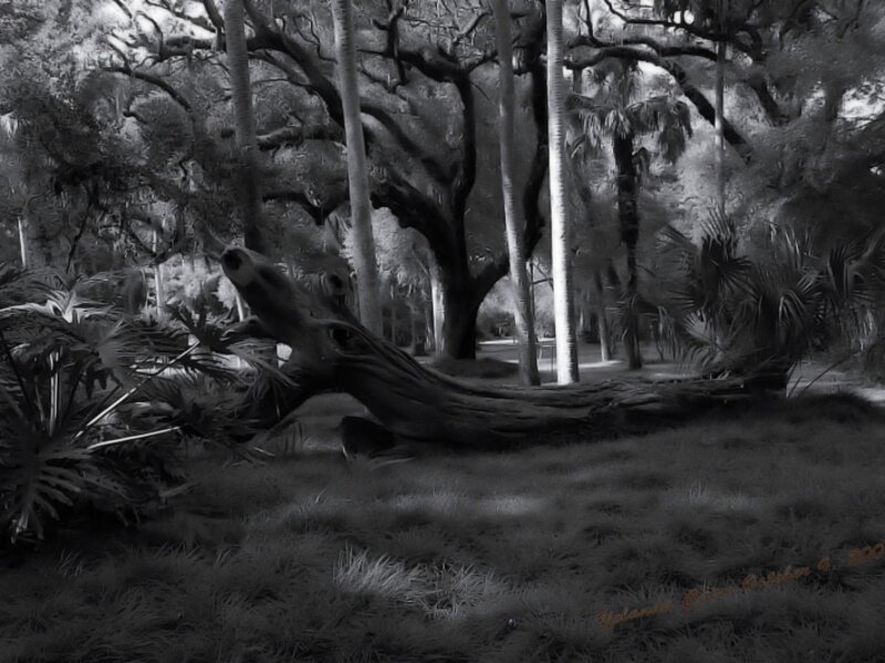 Velvet Forest