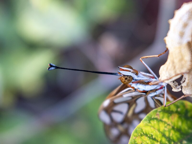 Photograph of a gulf fritillary butterfly emerging from it pupa state titled Waiting To For The World To Begin