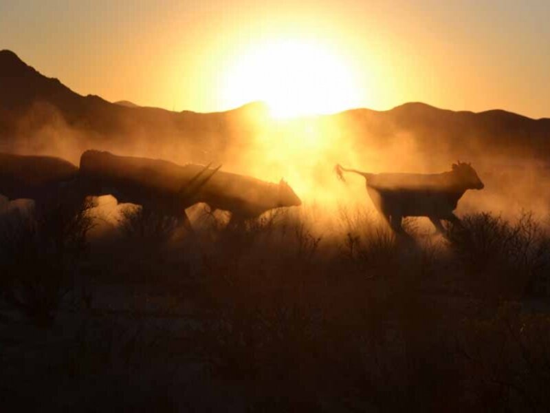 Cattle in the Dust