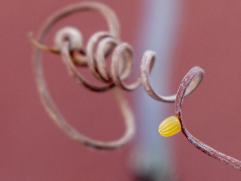 Photograph of a gulf fritillary egg on passion flower vine titled Waiting To For The World To Begin