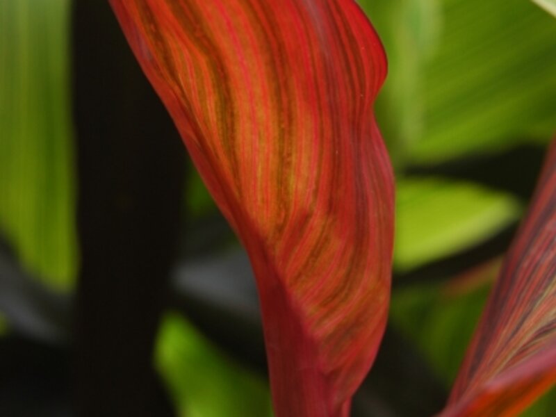 Crimson Canna