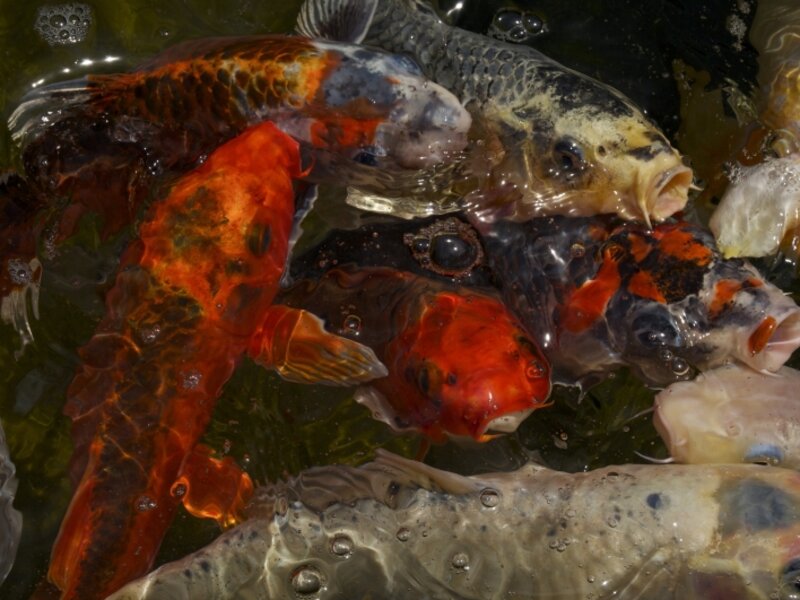 Koi Pond in Wine Country, California
