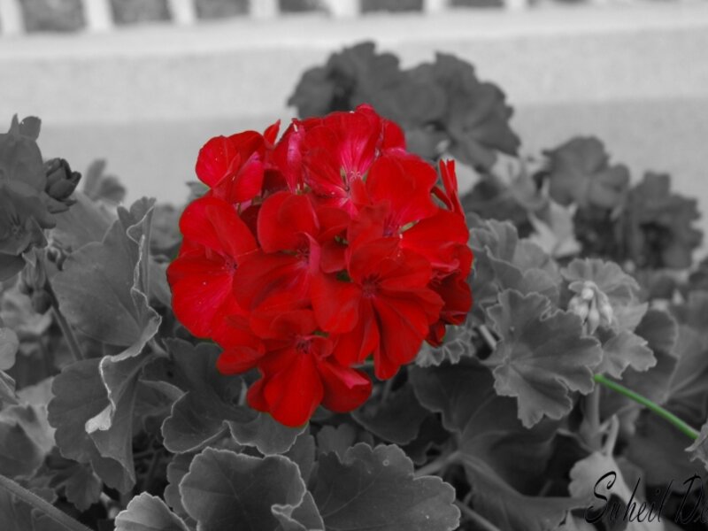 Art of Life
