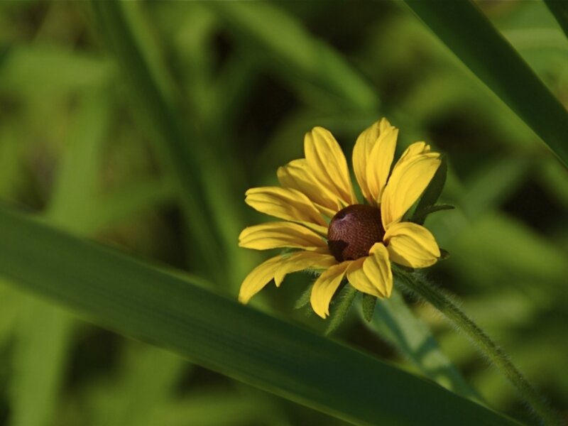 Lone beauty