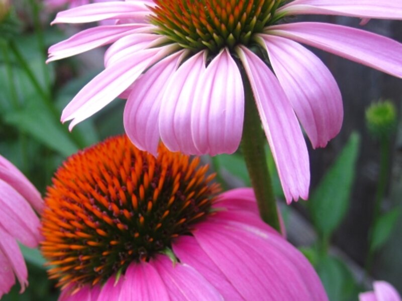 Purple Cone Flowers
